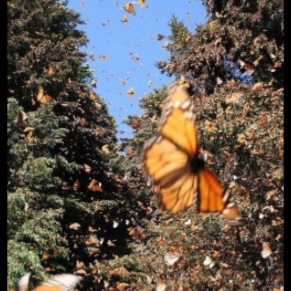 Meet your Posher, Delanie - Picture 1 of 1